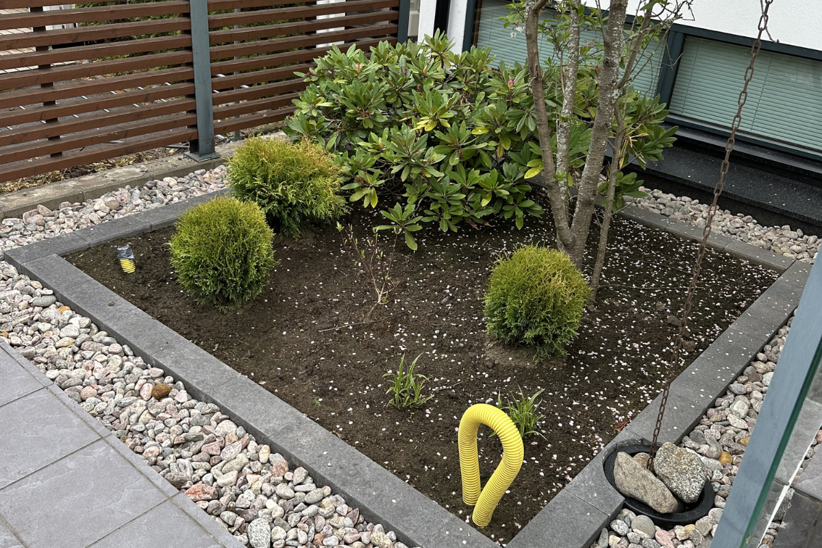 plants 05