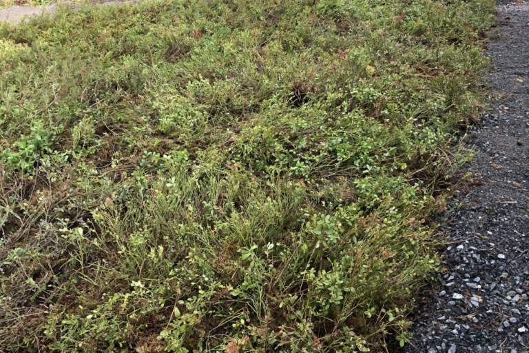 sod installation 2